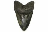 Fossil Megalodon Tooth - South Carolina #149150-2